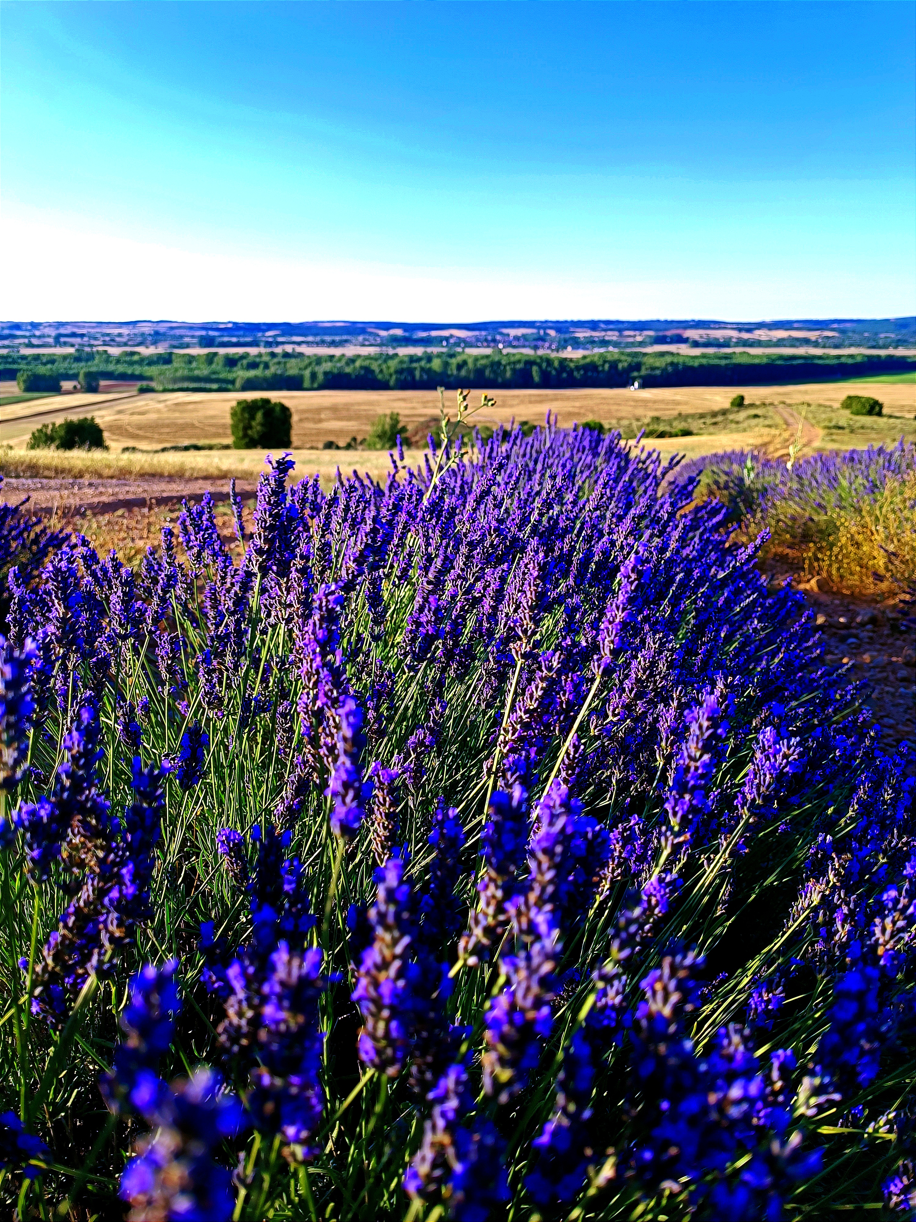 Campos del Arlanza